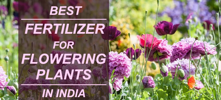 Best Fertilizer for Flowering Plants in India
